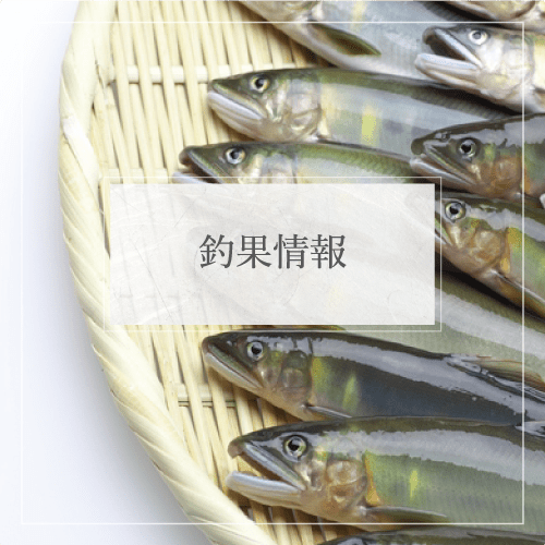 釣果情報